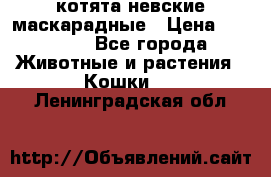 котята невские маскарадные › Цена ­ 18 000 - Все города Животные и растения » Кошки   . Ленинградская обл.